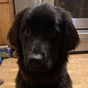 Meet your Posher, Brandy